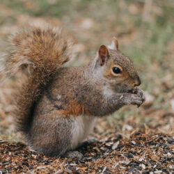 "You're squirrely!" A thumbnail of a squirrel for our Squirrel Service Page