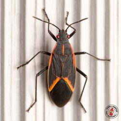 "I love the sun." box elder, box elder beetle, beetle, beetles, town and country, town and country pest solutions, pest, pests, rochester, syracuse, buffalo, rochester ny, syracuse ny, buffalo ny, new york, western ny, rochester exterminators, syracuse exterminators, buffalo exterminators, bed bugs, fabry, matt fabry, extermination, hire the pros, friendly, trustworthy