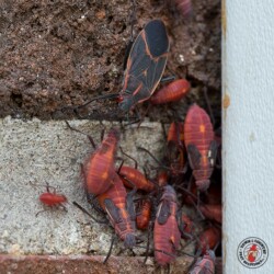 That little baby is escaping box elder, box elder beetle, beetle, beetles, town and country, town and country pest solutions, pest, pests, rochester, syracuse, buffalo, rochester ny, syracuse ny, buffalo ny, new york, western ny, rochester exterminators, syracuse exterminators, buffalo exterminators, bed bugs, fabry, matt fabry, extermination, hire the pros, friendly, trustworthy
