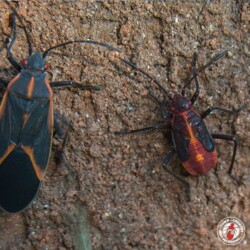 "One day you will be big and strong like me." box elder, box elder beetle, beetle, beetles, town and country, town and country pest solutions, pest, pests, rochester, syracuse, buffalo, rochester ny, syracuse ny, buffalo ny, new york, western ny, rochester exterminators, syracuse exterminators, buffalo exterminators, bed bugs, fabry, matt fabry, extermination, hire the pros, friendly, trustworthy