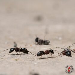 "What did we just eat?!" ant, ants, carpenter ant, carpenter ants, town and country, town and country pest solutions, pest, pests, rochester, syracuse, buffalo, rochester ny, syracuse ny, buffalo ny, new york, western ny, rochester exterminators, syracuse exterminators, buffalo exterminators, bed bugs, fabry, matt fabry, extermination, hire the pros, friendly, trustworthy