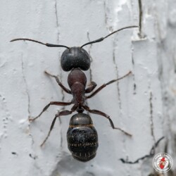 "Yummy wood." ant, ants, carpenter ant, carpenter ants, town and country, town and country pest solutions, pest, pests, rochester, syracuse, buffalo, rochester ny, syracuse ny, buffalo ny, new york, western ny, rochester exterminators, syracuse exterminators, buffalo exterminators, bed bugs, fabry, matt fabry, extermination, hire the pros, friendly, trustworthy