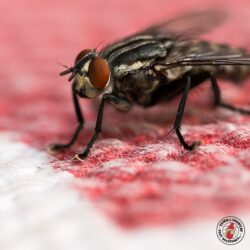 "This is my house." cluster fly, house fly, flies, town and country, town and country pest solutions, pest, pests, rochester, syracuse, buffalo, rochester ny, syracuse ny, buffalo ny, new york, western ny, rochester exterminators, syracuse exterminators, buffalo exterminators, bed bugs, fabry, matt fabry, extermination, hire the pros, friendly, trustworthy