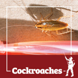 Cockroach Control roach, roaches, cockroach, cockroaches, town and country, town and country pest solutions, pest, pests, rochester, syracuse, buffalo, rochester ny, syracuse ny, buffalo ny, new york, western ny, rochester exterminators, syracuse exterminators, buffalo exterminators, bed bugs, fabry, matt fabry, extermination, hire the pros, friendly, trustworthy