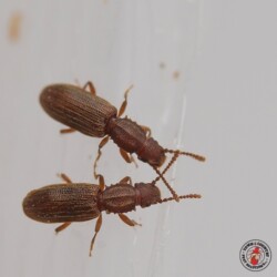 "Hey buddy. Did you see that pile of Raisin Bran?" red flour beetle, grain beetle, sawtooth grain beetle, town and country, town and country pest solutions, pest, pests, rochester, syracuse, buffalo, rochester ny, syracuse ny, buffalo ny, new york, western ny, rochester exterminators, syracuse exterminators, buffalo exterminators, bed bugs, fabry, matt fabry, extermination, hire the pros, friendly, trustworthy