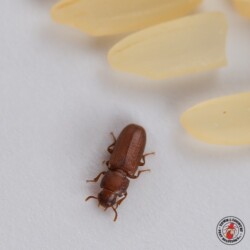 Endless supplies of food. red flour beetle, grain beetle, sawtooth grain beetle, town and country, town and country pest solutions, pest, pests, rochester, syracuse, buffalo, rochester ny, syracuse ny, buffalo ny, new york, western ny, rochester exterminators, syracuse exterminators, buffalo exterminators, bed bugs, fabry, matt fabry, extermination, hire the pros, friendly, trustworthy