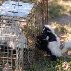 "Ma. Maa. Mamma! Maaa!" skunk, skunks, town and country, town and country pest solutions, pest, pests, rochester, syracuse, buffalo, rochester ny, syracuse ny, buffalo ny, new york, western ny, rochester exterminators, syracuse exterminators, buffalo exterminators, bed bugs, fabry, matt fabry, extermination, hire the pros, friendly, trustworthy