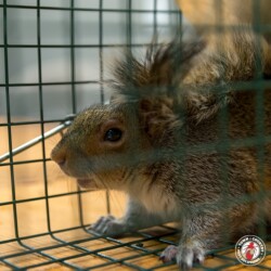 "Get me outta here!" squirrel, squirrels, town and country, town and country pest solutions, pest, pests, rochester, syracuse, buffalo, rochester ny, syracuse ny, buffalo ny, new york, western ny, rochester exterminators, syracuse exterminators, buffalo exterminators, bed bugs, fabry, matt fabry, extermination, hire the pros, friendly, trustworthy