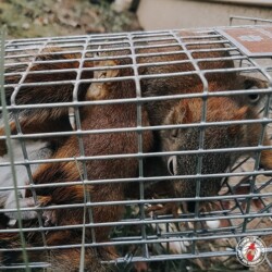 1... 2... 3, 4, 5! squirrel, squirrels, town and country, town and country pest solutions, pest, pests, rochester, syracuse, buffalo, rochester ny, syracuse ny, buffalo ny, new york, western ny, rochester exterminators, syracuse exterminators, buffalo exterminators, bed bugs, fabry, matt fabry, extermination, hire the pros, friendly, trustworthy