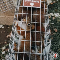 "We were just playing a game." squirrel, squirrels, town and country, town and country pest solutions, pest, pests, rochester, syracuse, buffalo, rochester ny, syracuse ny, buffalo ny, new york, western ny, rochester exterminators, syracuse exterminators, buffalo exterminators, bed bugs, fabry, matt fabry, extermination, hire the pros, friendly, trustworthy