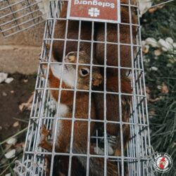 "We were just playing a game." squirrel, squirrels, town and country, town and country pest solutions, pest, pests, rochester, syracuse, buffalo, rochester ny, syracuse ny, buffalo ny, new york, western ny, rochester exterminators, syracuse exterminators, buffalo exterminators, bed bugs, fabry, matt fabry, extermination, hire the pros, friendly, trustworthy