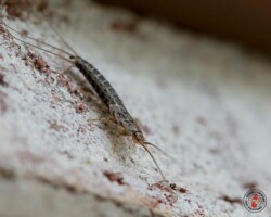 Full service pest control company in Upstate NY. Est. since 1986 silverfish, town and country, town and country pest solutions, pest, pests, rochester, syracuse, buffalo, rochester ny, syracuse ny, buffalo ny, new york, western ny, rochester exterminators, syracuse exterminators, buffalo exterminators, bed bugs, fabry, matt fabry, extermination, hire the pros, friendly, trustworthy