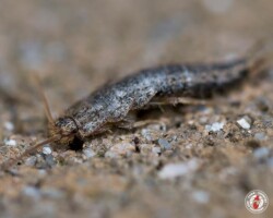 "My grandma was a catfish." silverfish, town and country, town and country pest solutions, pest, pests, rochester, syracuse, buffalo, rochester ny, syracuse ny, buffalo ny, new york, western ny, rochester exterminators, syracuse exterminators, buffalo exterminators, bed bugs, fabry, matt fabry, extermination, hire the pros, friendly, trustworthy