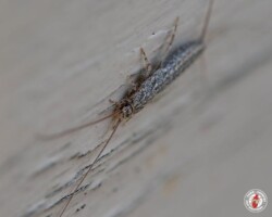 "I'm not weird looking, you are." silverfish, town and country, town and country pest solutions, pest, pests, rochester, syracuse, buffalo, rochester ny, syracuse ny, buffalo ny, new york, western ny, rochester exterminators, syracuse exterminators, buffalo exterminators, bed bugs, fabry, matt fabry, extermination, hire the pros, friendly, trustworthy