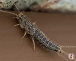 "Where's the pool?" silverfish, town and country, town and country pest solutions, pest, pests, rochester, syracuse, buffalo, rochester ny, syracuse ny, buffalo ny, new york, western ny, rochester exterminators, syracuse exterminators, buffalo exterminators, bed bugs, fabry, matt fabry, extermination, hire the pros, friendly, trustworthy