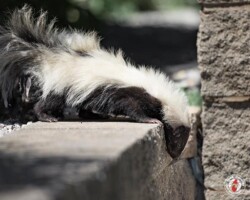 "That's a big drop." skunk, skunks, town and country, town and country pest solutions, pest, pests, rochester, syracuse, buffalo, rochester ny, syracuse ny, buffalo ny, new york, western ny, rochester exterminators, syracuse exterminators, buffalo exterminators, bed bugs, fabry, matt fabry, extermination, hire the pros, friendly, trustworthy