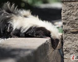 "That's a big drop." skunk, skunks, town and country, town and country pest solutions, pest, pests, rochester, syracuse, buffalo, rochester ny, syracuse ny, buffalo ny, new york, western ny, rochester exterminators, syracuse exterminators, buffalo exterminators, bed bugs, fabry, matt fabry, extermination, hire the pros, friendly, trustworthy