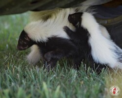 "You guys stink! I'm outta here." skunk, skunks, town and country, town and country pest solutions, pest, pests, rochester, syracuse, buffalo, rochester ny, syracuse ny, buffalo ny, new york, western ny, rochester exterminators, syracuse exterminators, buffalo exterminators, bed bugs, fabry, matt fabry, extermination, hire the pros, friendly, trustworthy