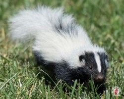 "I'm just a little stinky" skunk, skunks, town and country, town and country pest solutions, pest, pests, rochester, syracuse, buffalo, rochester ny, syracuse ny, buffalo ny, new york, western ny, rochester exterminators, syracuse exterminators, buffalo exterminators, bed bugs, fabry, matt fabry, extermination, hire the pros, friendly, trustworthy