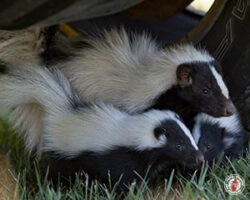 "How come nobody wants to hang out with us mom?" skunk, skunks, town and country, town and country pest solutions, pest, pests, rochester, syracuse, buffalo, rochester ny, syracuse ny, buffalo ny, new york, western ny, rochester exterminators, syracuse exterminators, buffalo exterminators, bed bugs, fabry, matt fabry, extermination, hire the pros, friendly, trustworthy
