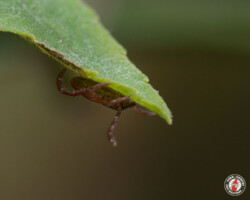 tick, ticks, town and country, town and country pest solutions, pest, pests, rochester, syracuse, buffalo, rochester ny, syracuse ny, buffalo ny, new york, western ny, rochester exterminators, syracuse exterminators, buffalo exterminators, bed bugs, fabry, matt fabry, extermination, hire the pros, friendly, trustworthy