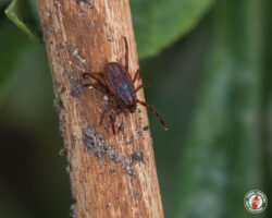 tick, ticks, town and country, town and country pest solutions, pest, pests, rochester, syracuse, buffalo, rochester ny, syracuse ny, buffalo ny, new york, western ny, rochester exterminators, syracuse exterminators, buffalo exterminators, bed bugs, fabry, matt fabry, extermination, hire the pros, friendly, trustworthy