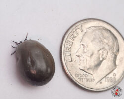 tick, ticks, town and country, town and country pest solutions, pest, pests, rochester, syracuse, buffalo, rochester ny, syracuse ny, buffalo ny, new york, western ny, rochester exterminators, syracuse exterminators, buffalo exterminators, bed bugs, fabry, matt fabry, extermination, hire the pros, friendly, trustworthy