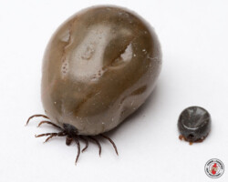 tick, ticks, town and country, town and country pest solutions, pest, pests, rochester, syracuse, buffalo, rochester ny, syracuse ny, buffalo ny, new york, western ny, rochester exterminators, syracuse exterminators, buffalo exterminators, bed bugs, fabry, matt fabry, extermination, hire the pros, friendly, trustworthy