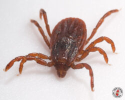 tick, ticks, town and country, town and country pest solutions, pest, pests, rochester, syracuse, buffalo, rochester ny, syracuse ny, buffalo ny, new york, western ny, rochester exterminators, syracuse exterminators, buffalo exterminators, bed bugs, fabry, matt fabry, extermination, hire the pros, friendly, trustworthy