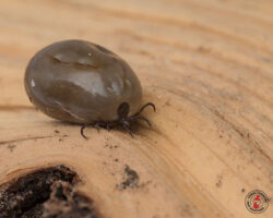 tick, ticks, town and country, town and country pest solutions, pest, pests, rochester, syracuse, buffalo, rochester ny, syracuse ny, buffalo ny, new york, western ny, rochester exterminators, syracuse exterminators, buffalo exterminators, bed bugs, fabry, matt fabry, extermination, hire the pros, friendly, trustworthy