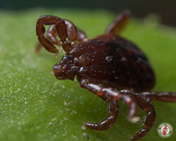 "I can wait here all day." tick, ticks, town and country, town and country pest solutions, pest, pests, rochester, syracuse, buffalo, rochester ny, syracuse ny, buffalo ny, new york, western ny, rochester exterminators, syracuse exterminators, buffalo exterminators, bed bugs, fabry, matt fabry, extermination, hire the pros, friendly, trustworthy