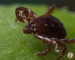 "I can wait here all day." tick, ticks, town and country, town and country pest solutions, pest, pests, rochester, syracuse, buffalo, rochester ny, syracuse ny, buffalo ny, new york, western ny, rochester exterminators, syracuse exterminators, buffalo exterminators, bed bugs, fabry, matt fabry, extermination, hire the pros, friendly, trustworthy