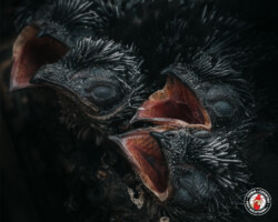 We Fear Nothing But God