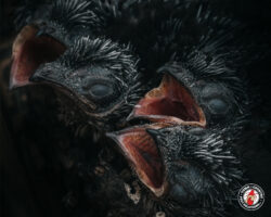 We Fear Nothing But God