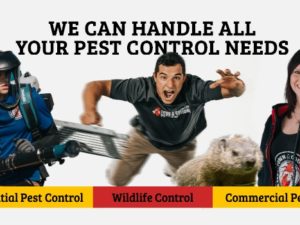 Common Household Pests In Upstate New York That Cant Be Eradicated With Over-The-Counter Products