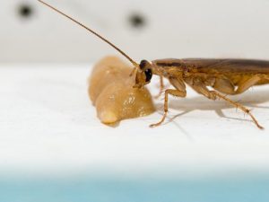 Researchers Have Determined Why Some Cockroach Populations In Homes Proliferate At Unusually Rapid Rates