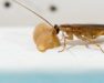roach, cockroach, town and country, town and country pest solutions, pest, pests, rochester, syracuse, buffalo, rochester ny, syracuse ny, buffalo ny, new york, western ny, rochester exterminators, syracuse exterminators, buffalo exterminators, bed bugs, fabry, matt fabry, extermination, hire the pros, friendly, trustworthy