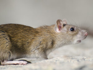 Effective Strategies to Keep Mice Out of Your Home for Good!