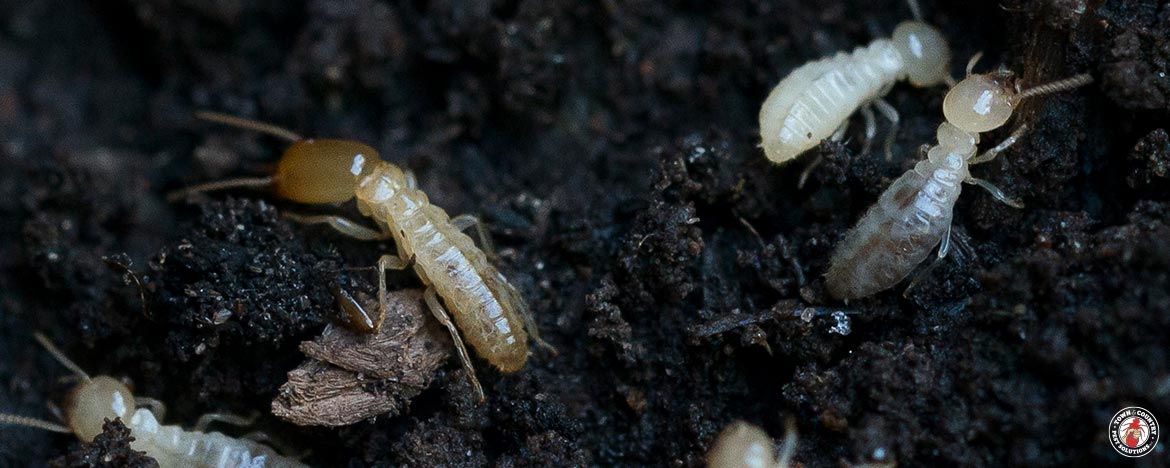 termite, termites, town and country, town and country pest solutions, pest, pests, rochester, syracuse, buffalo, rochester ny, syracuse ny, buffalo ny, new york, western ny, rochester exterminators, syracuse exterminators, buffalo exterminators, bed bugs, fabry, matt fabry, extermination, hire the pros, friendly, trustworthy