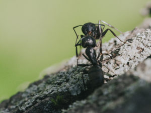 Nuisance Ant Swarms Will Soon Emerge In Rochester Neighborhoods, And Researchers May Have Found A Way To Reduce Stink Bug Infestations